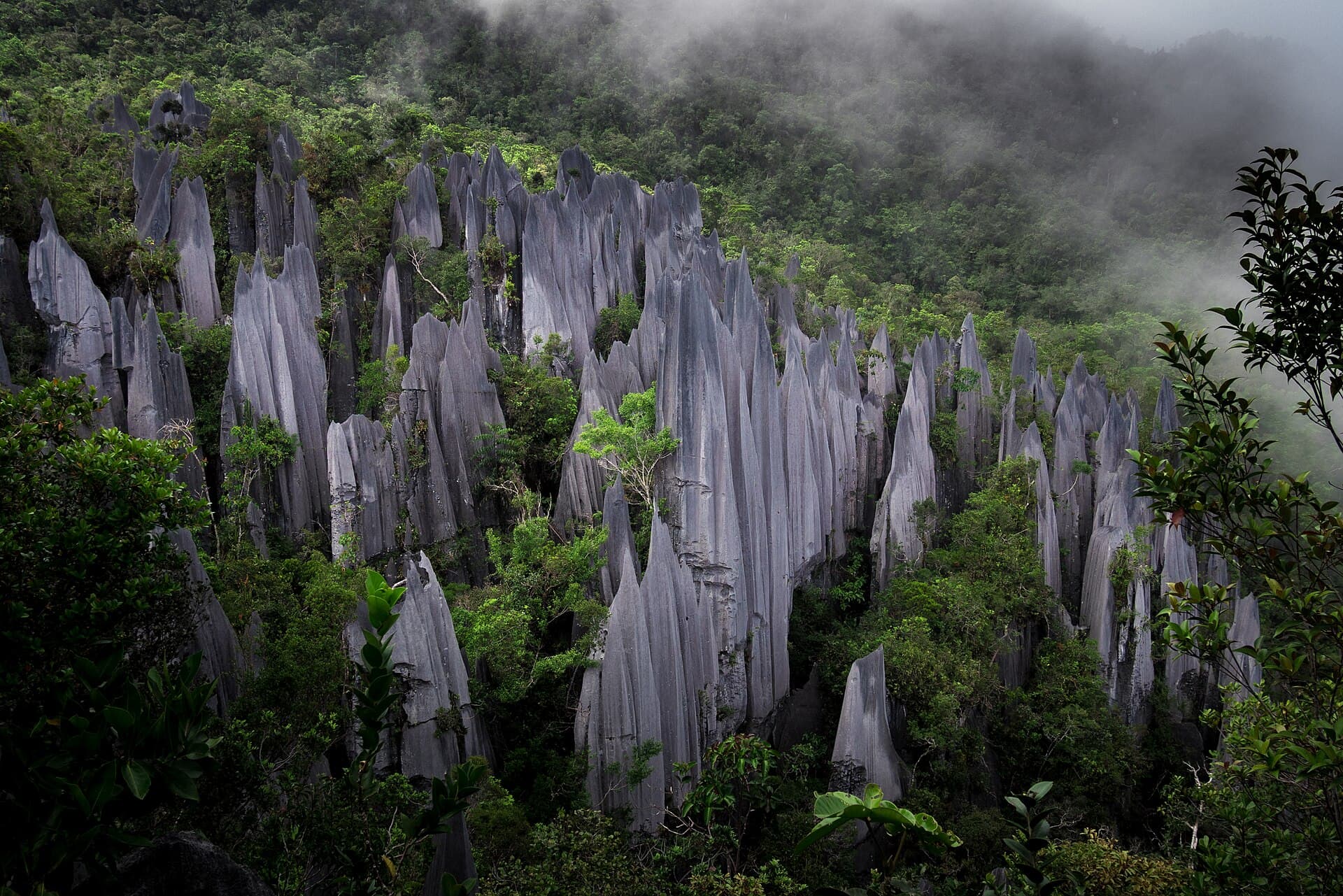 The limestone Pinnacles rising through mist at Gunung Mulu National Park